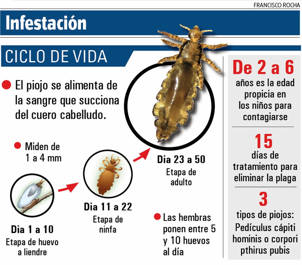 Pediculosis - Wikipedia, la enciclopedia libre