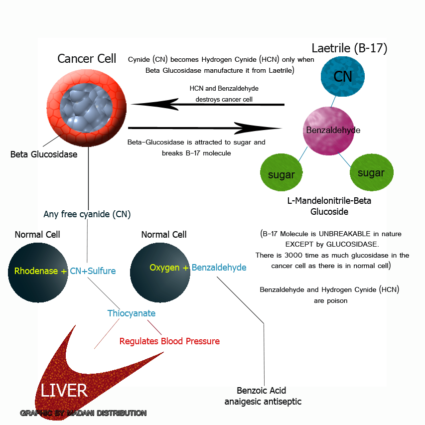 Metabolic Therapy Using Vitamin B17 (Amygdalin/Laetrile) Anticancer