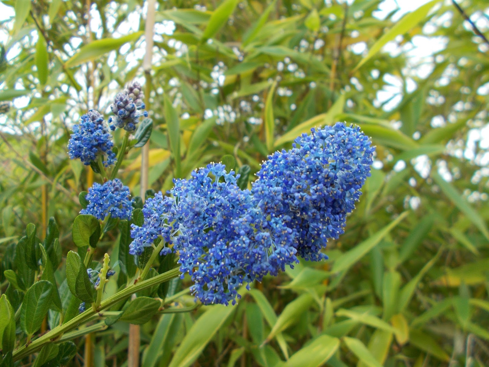 Earth Friendly Landscapes Wordless Wednesday Ceanothus