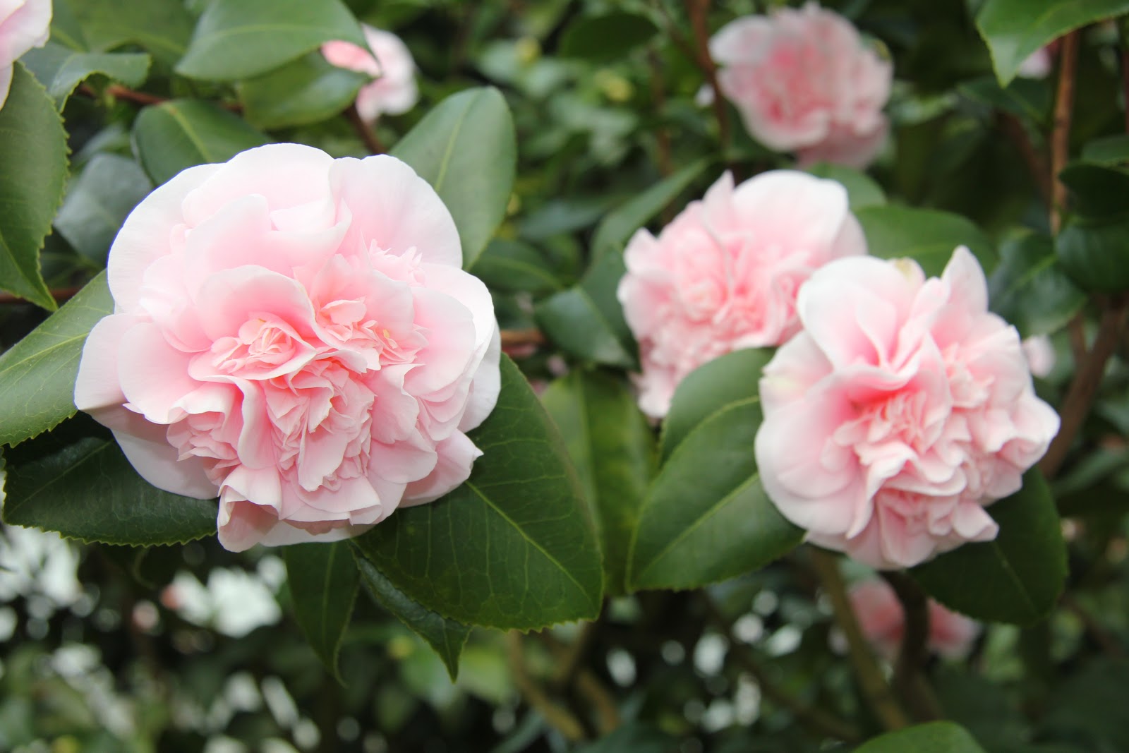 Gardening and Gardens Camellias at Planting Fields Arboretum