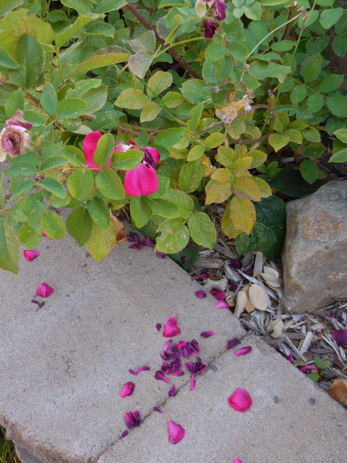 The Wonderful Little Quick Fire Panicle Hydrangea