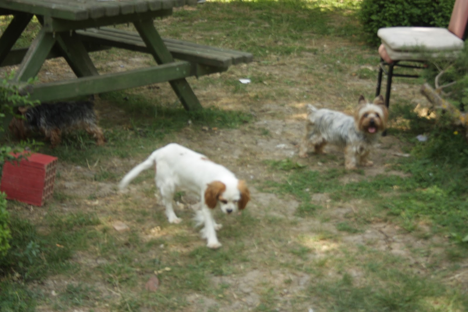 sahibinden köpek oteli İstanbul