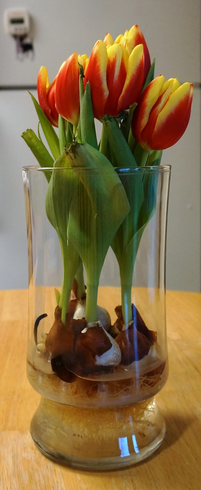 Exploring Trader Joe's Trader Joe's Tulip Bulbs