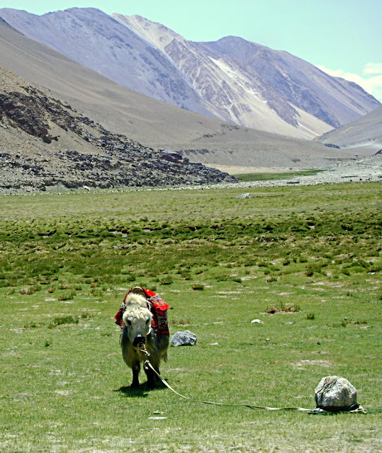 white shaggy yak in Ladakh
