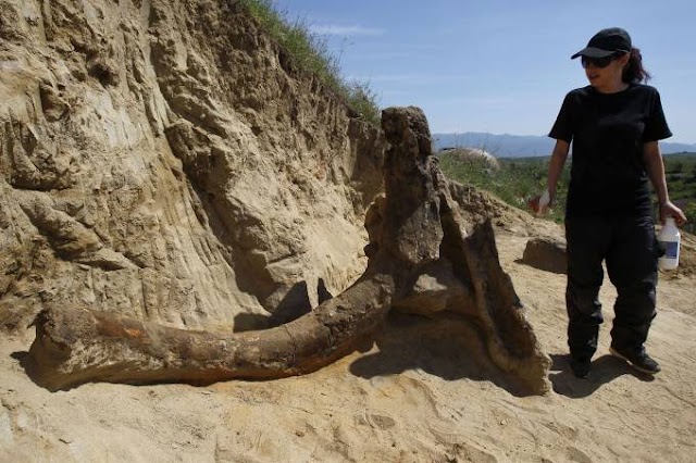 Pesquisadores encontram partes de elefante pré-histórico na Macedônia
