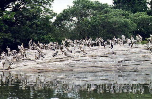 सरैया मन बनेगा बिहार का पहला नेशनल पार्क, पढ़े पूरी ख़बर.. 20