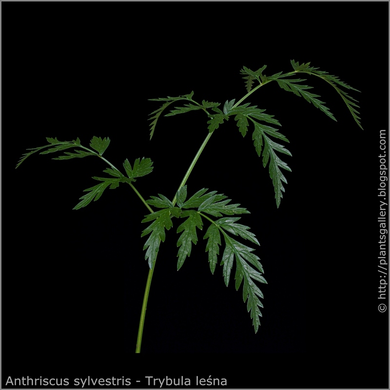 Anthriscus sylvestris leaf - Trybula leśna liść