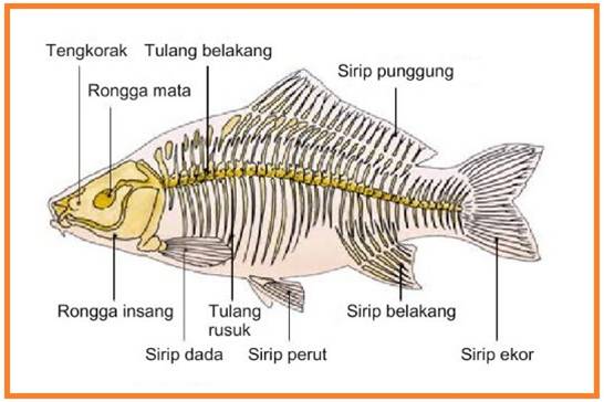 Pengenalan Terhadap Ikan