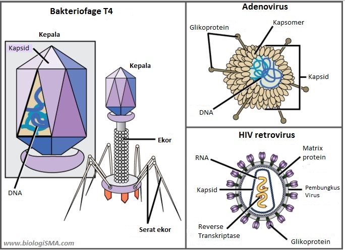 Gambar Struktur Virus Dan Bagian Bagiannya - Riset