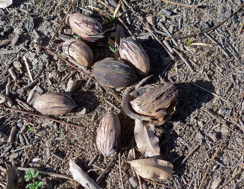 Sharon's Tucson Wilderness Pecans in the Desert