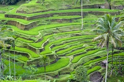 The Beautiful Bali Padi Fields