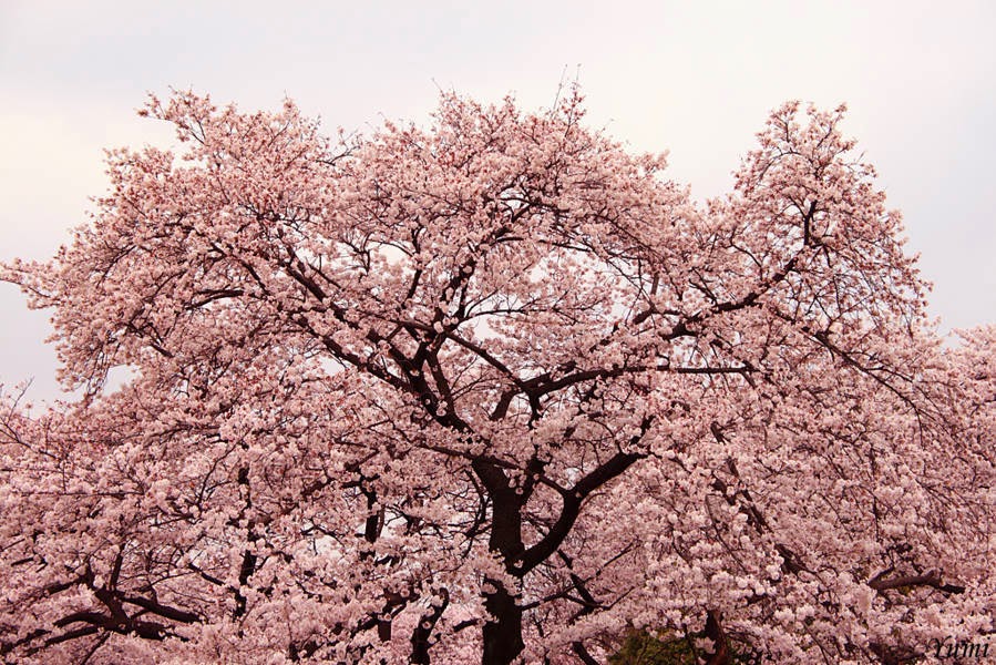 Sưu Tầm] 100+ hình ảnh hoa anh đào Anime đẹp, lãng mạn nhất -  pgddakglong.edu.vn