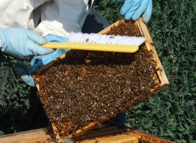 Charla informativa para apicultores