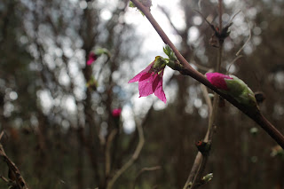 Pink flower on branch in springtime