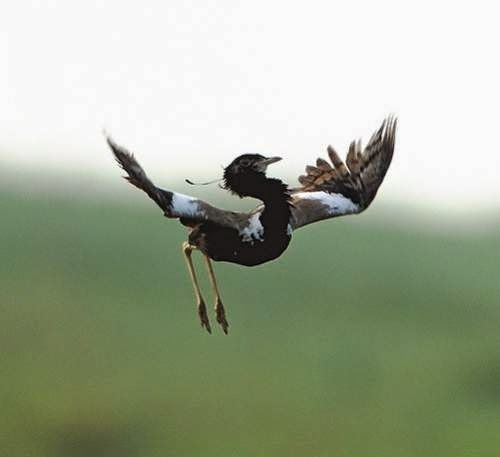 Indian birds - Image of Lesser florican - Sypheotides indicus