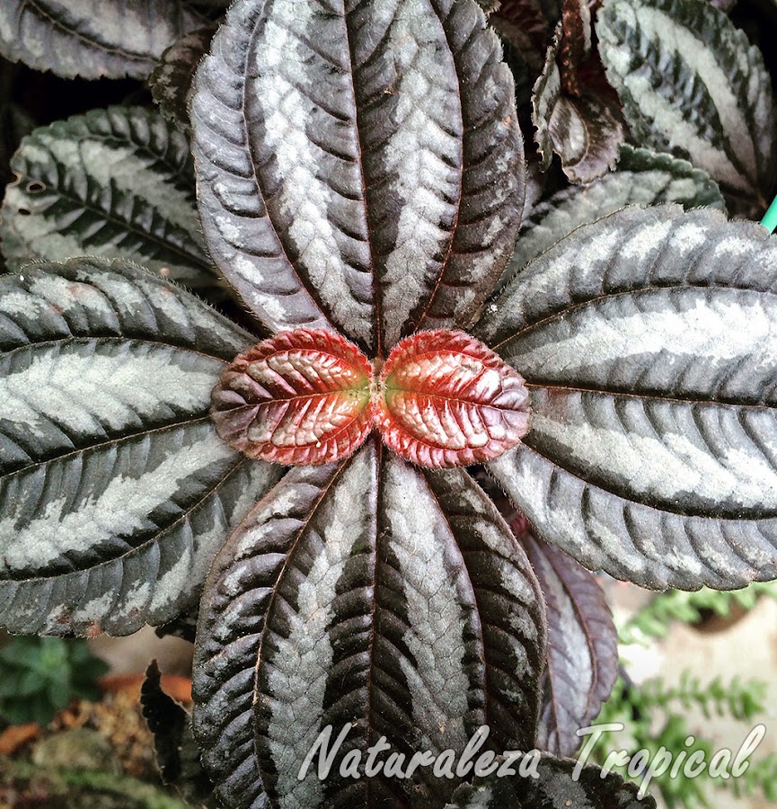 Detalle de las hojas de la planta Pilea spruceana