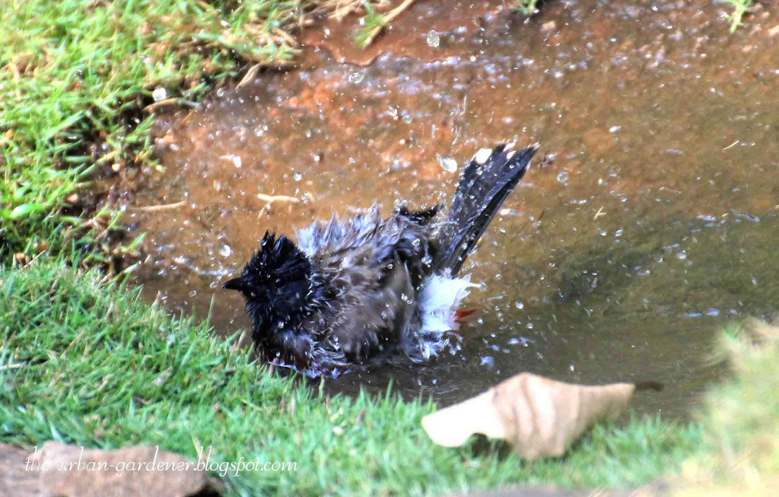 The Urban Gardener Song of the birdbath