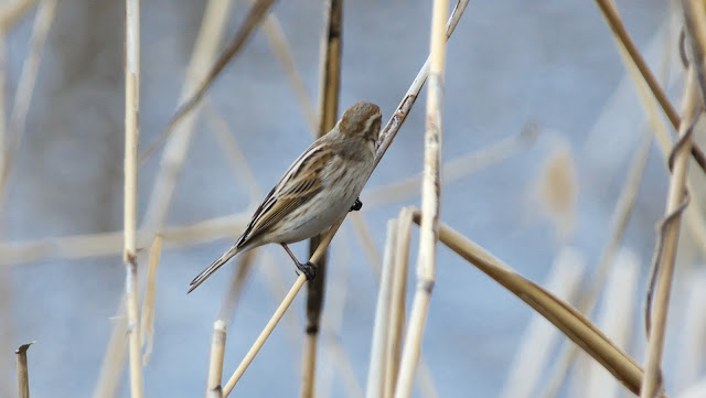 冬は野鳥に適切な餌を与える