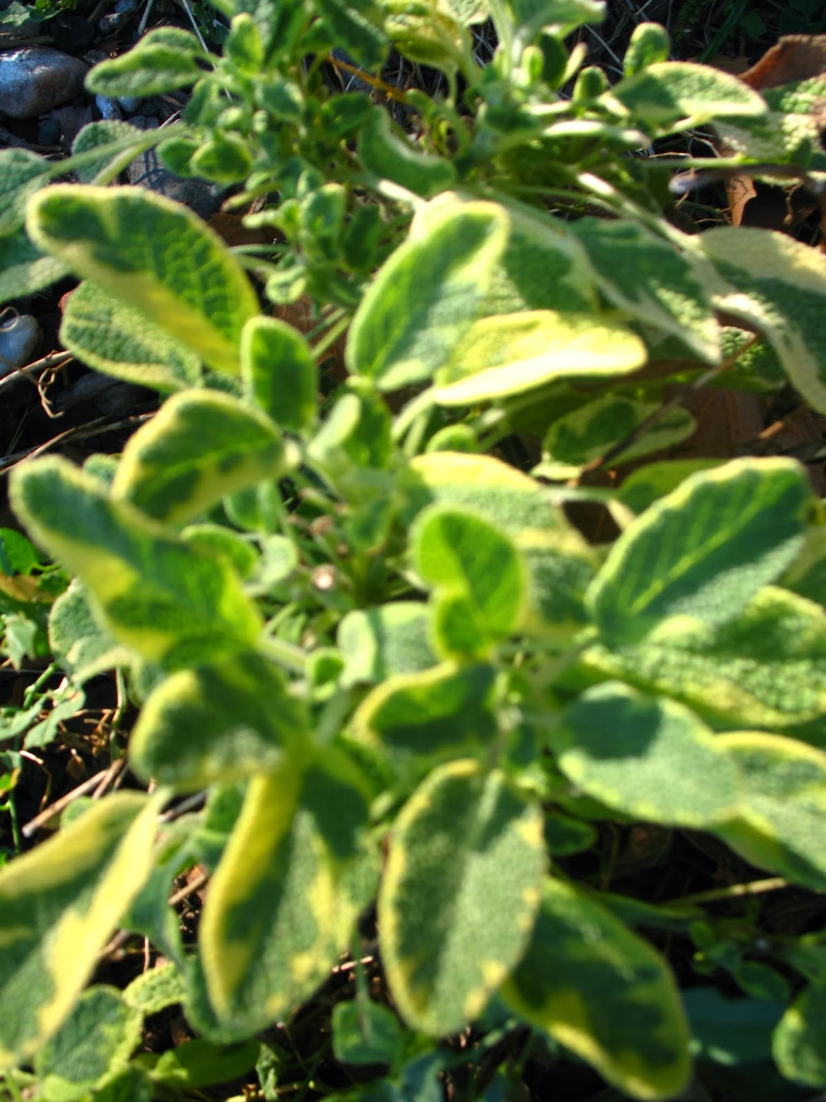 Edible Gardening blog