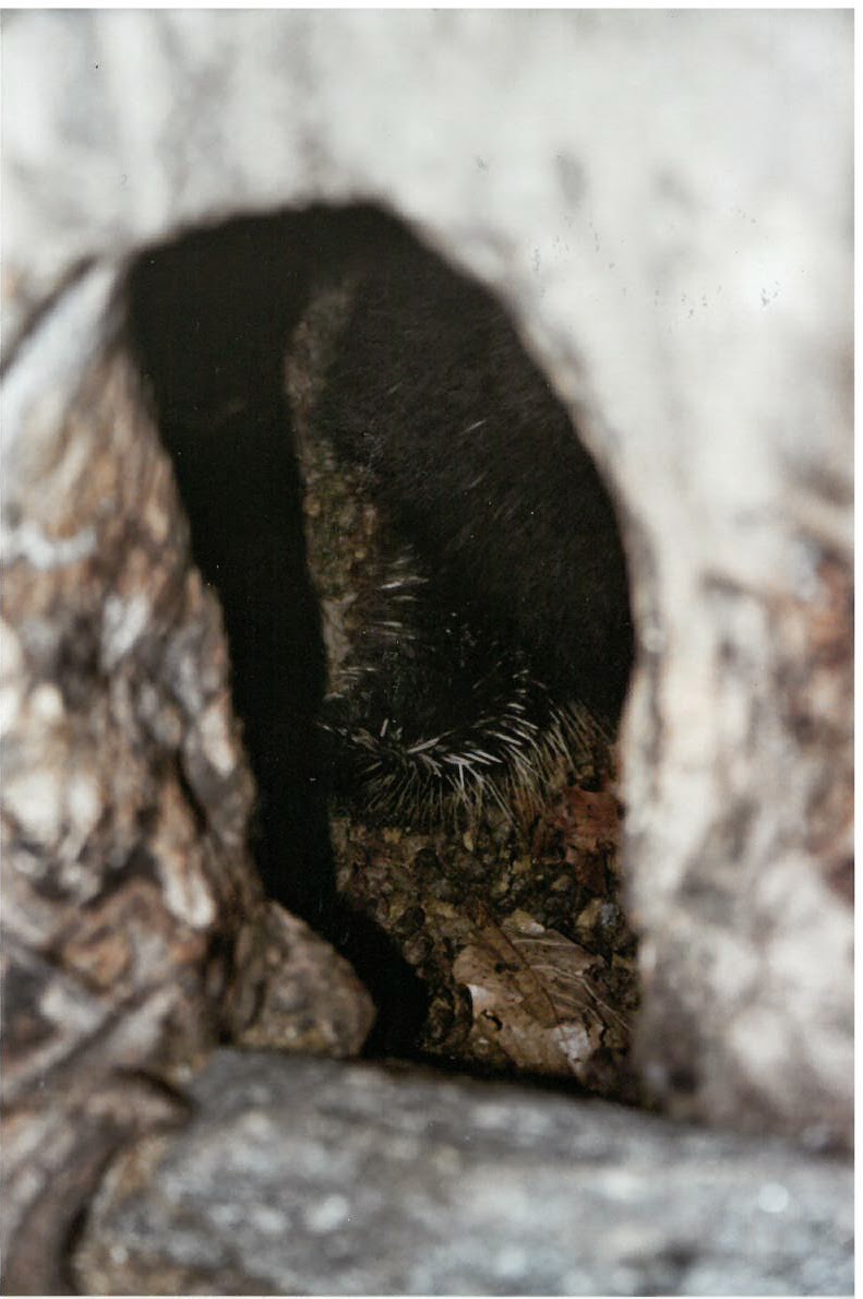Squam Lakes Natural Science Center Blog Life in Hollow Trees