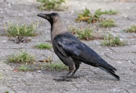 Why give Rice to Crows?, కాకులకు అన్నం పెట్టడం ఎందుకు..? 1 download%2B(1)