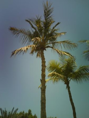 palm trees in sun