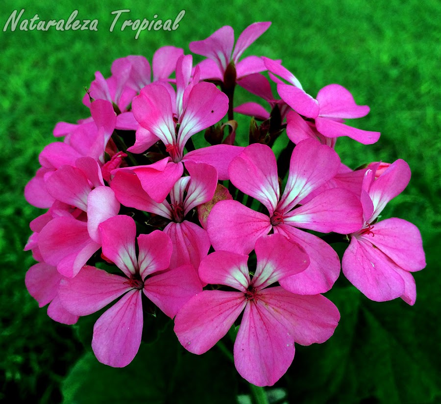 Floración abundante vista de cerca de un geranio, Pelargonium sp