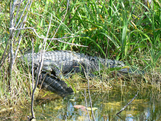Alligator Royal Palm Visitor center Everglades Floride
