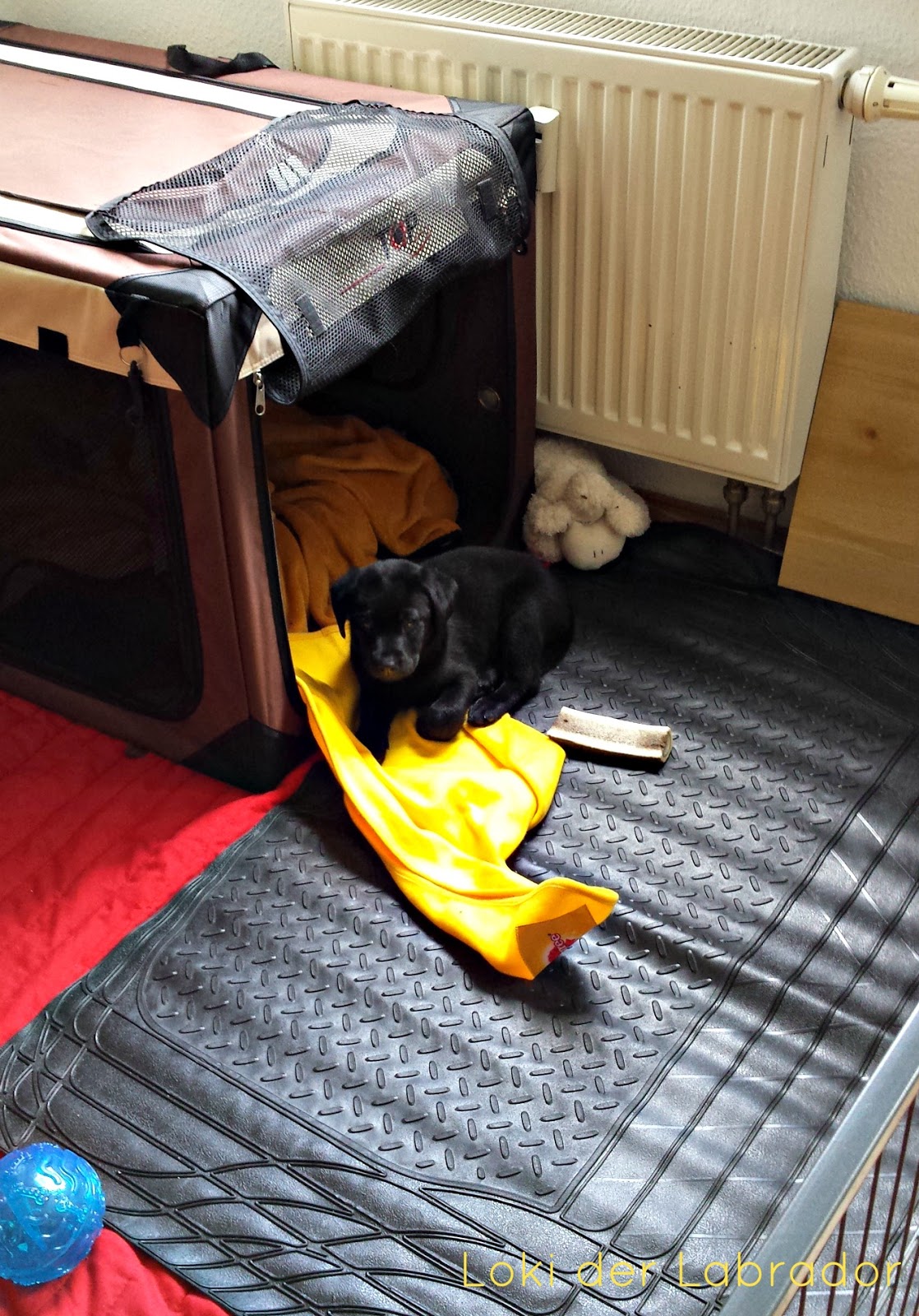 So kriegst Du Deinen Welpen stubenrein Tipps für den Wohnungshund