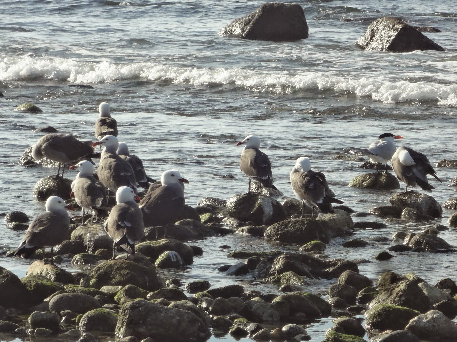 More Seagulls