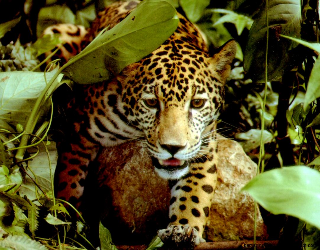 Tropical Rainforests Animals Amazing Wallpapers