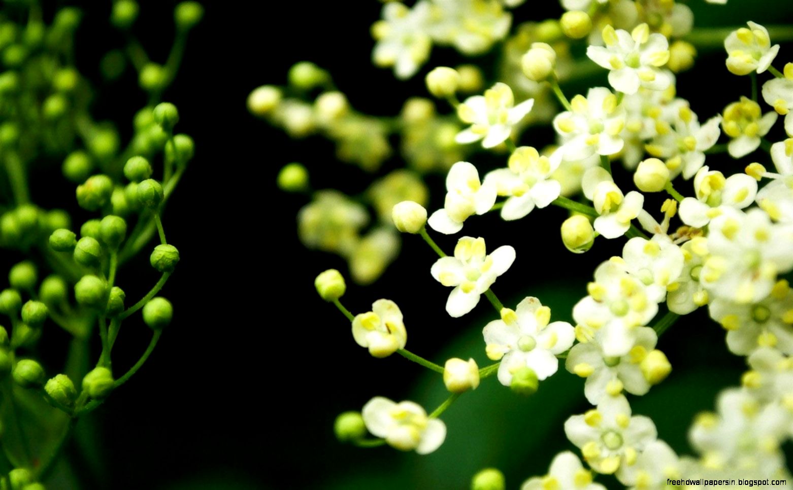 Spring desktop background picture 1680x1050 widescreen hd