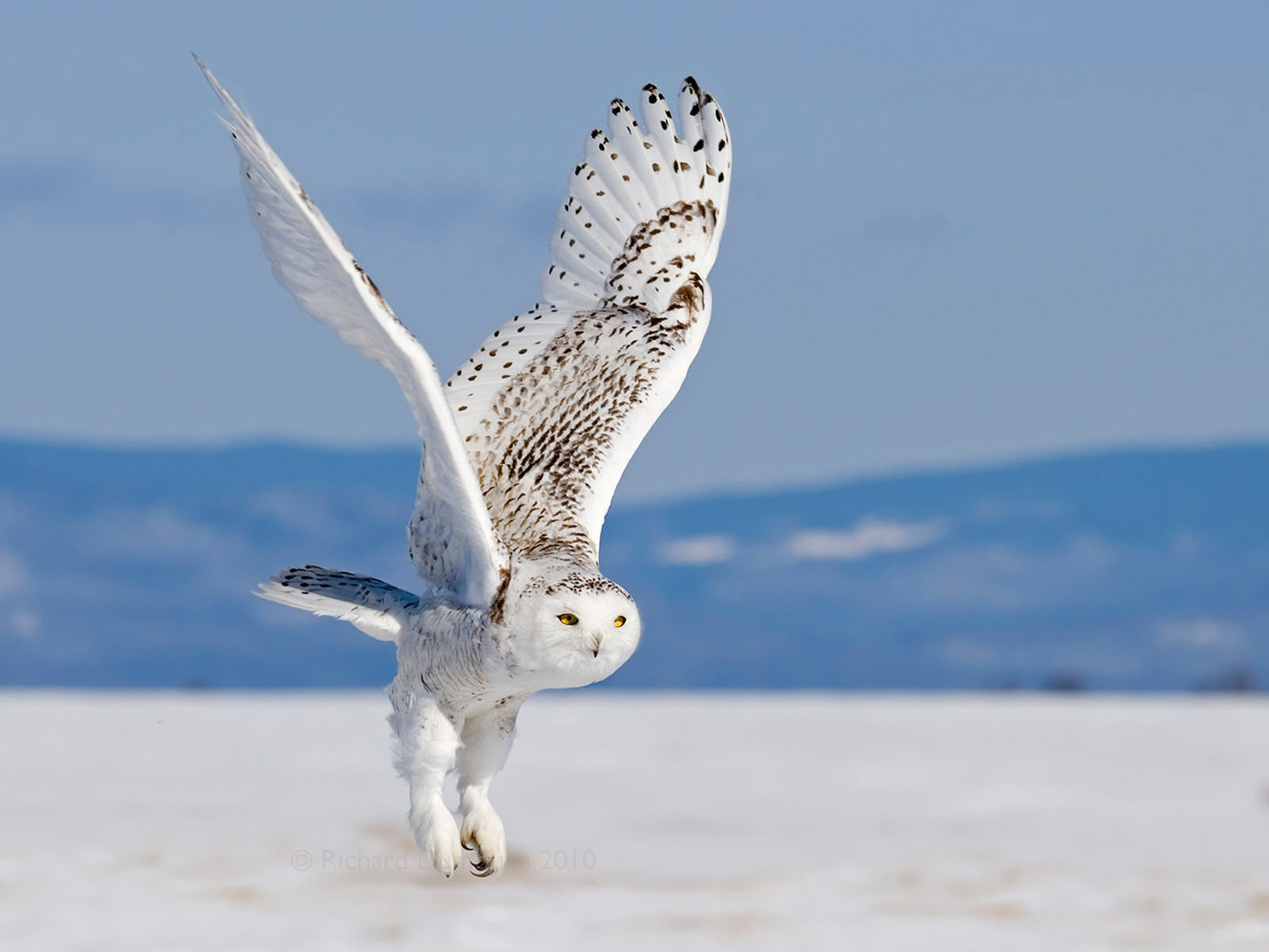 Snowy Owl In Flight My Hd Animals