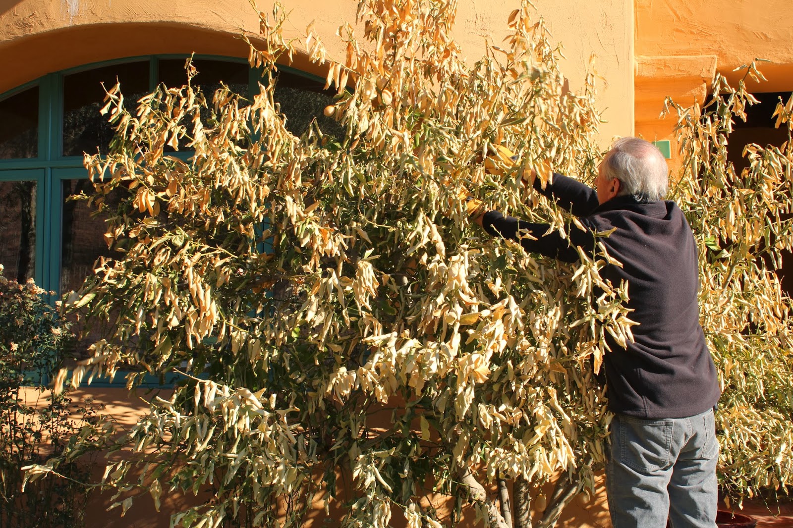 Citrus Tree Freeze Damage