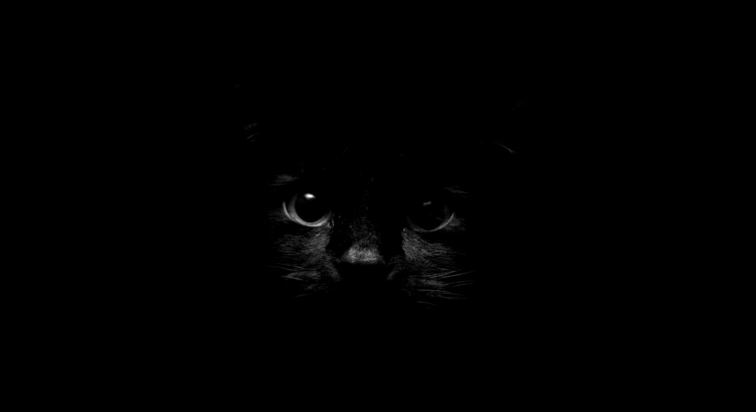 Черная кошка 11. Чёрный кот. Черная кошка на черном фоне. Обои на рабочий стол черная кошка. Черный кот на черном фоне.