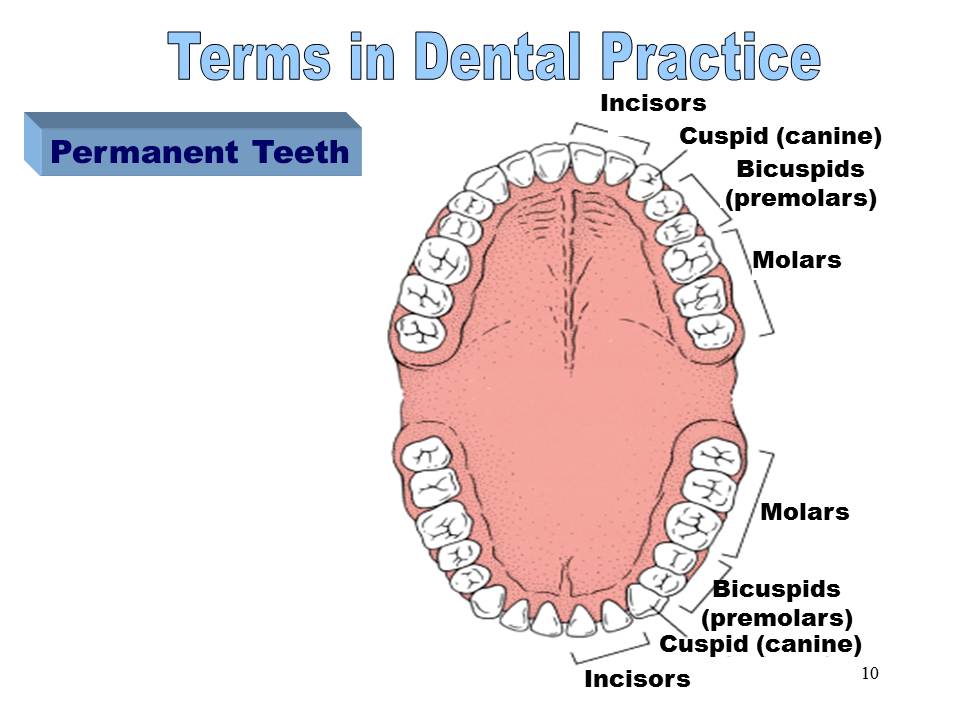 Dentistry Terms in Dental Practice
