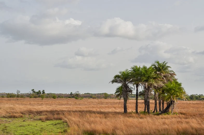 Pemandangan khas di Guinea-Bissau