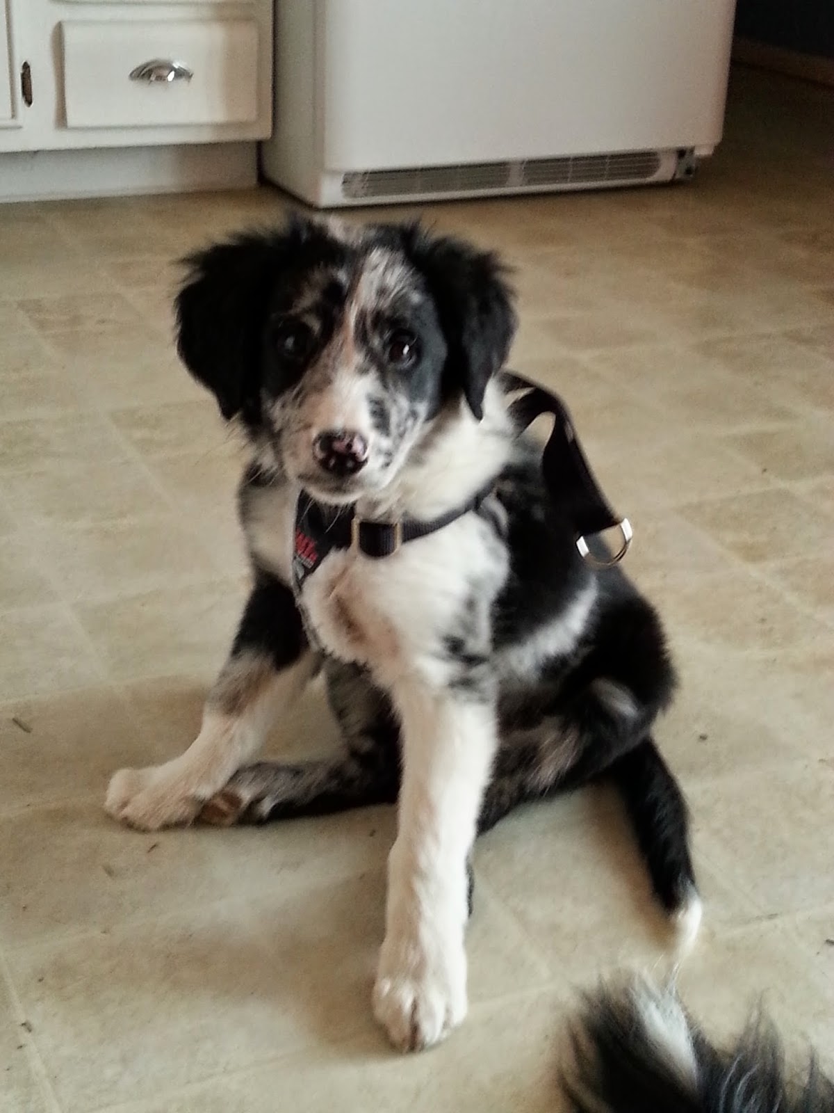Raising Cinder, a Border Collie Puppy Dog Travel Safety & Dog Harnesses
