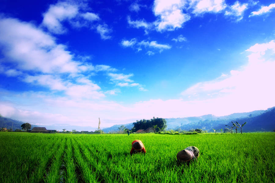 gambar pemandangan sawah  XTRA TWO