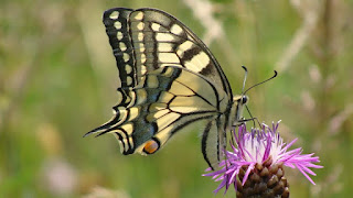 Papilio (Papilio) machaon DSC59067