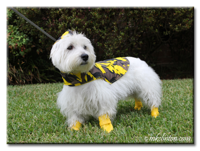 wellies for dogs to wear