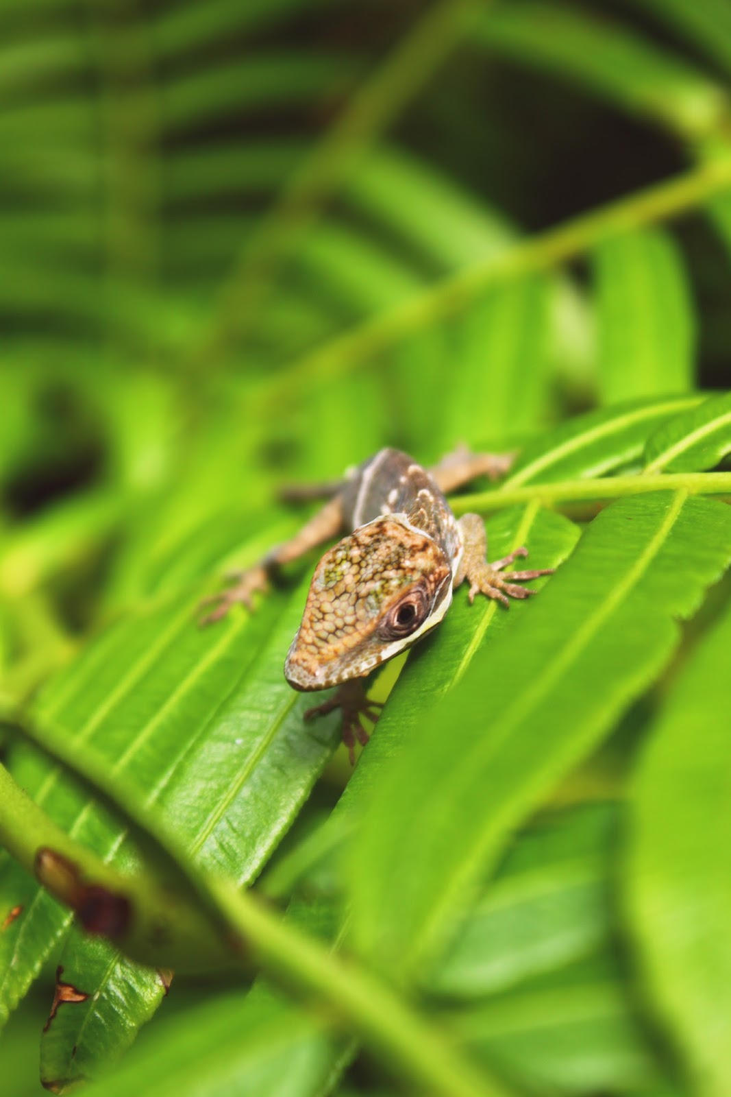 Photo Shoot New York, Lizards, and More!