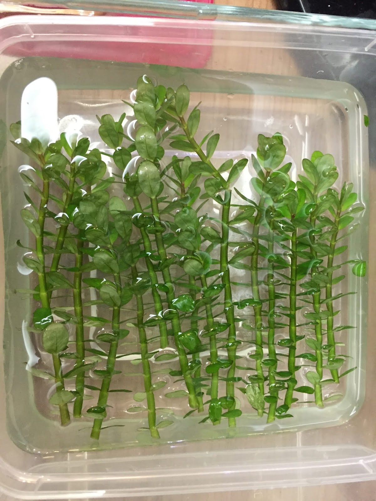 LitiAquaria Emersed Project Rotala 'bonsai''