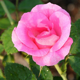 Rosa rosadas - Solo Nuevas Rosa rosadas - Solo Nuevas