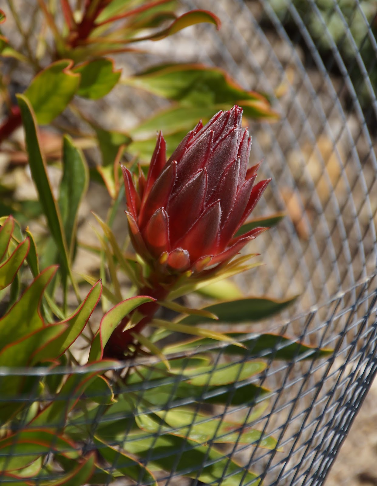 Protea Flower Update/New Thankfully Small Project