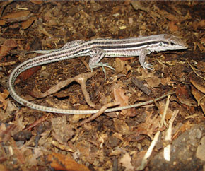 Espécie de lagarto só de fêmeas