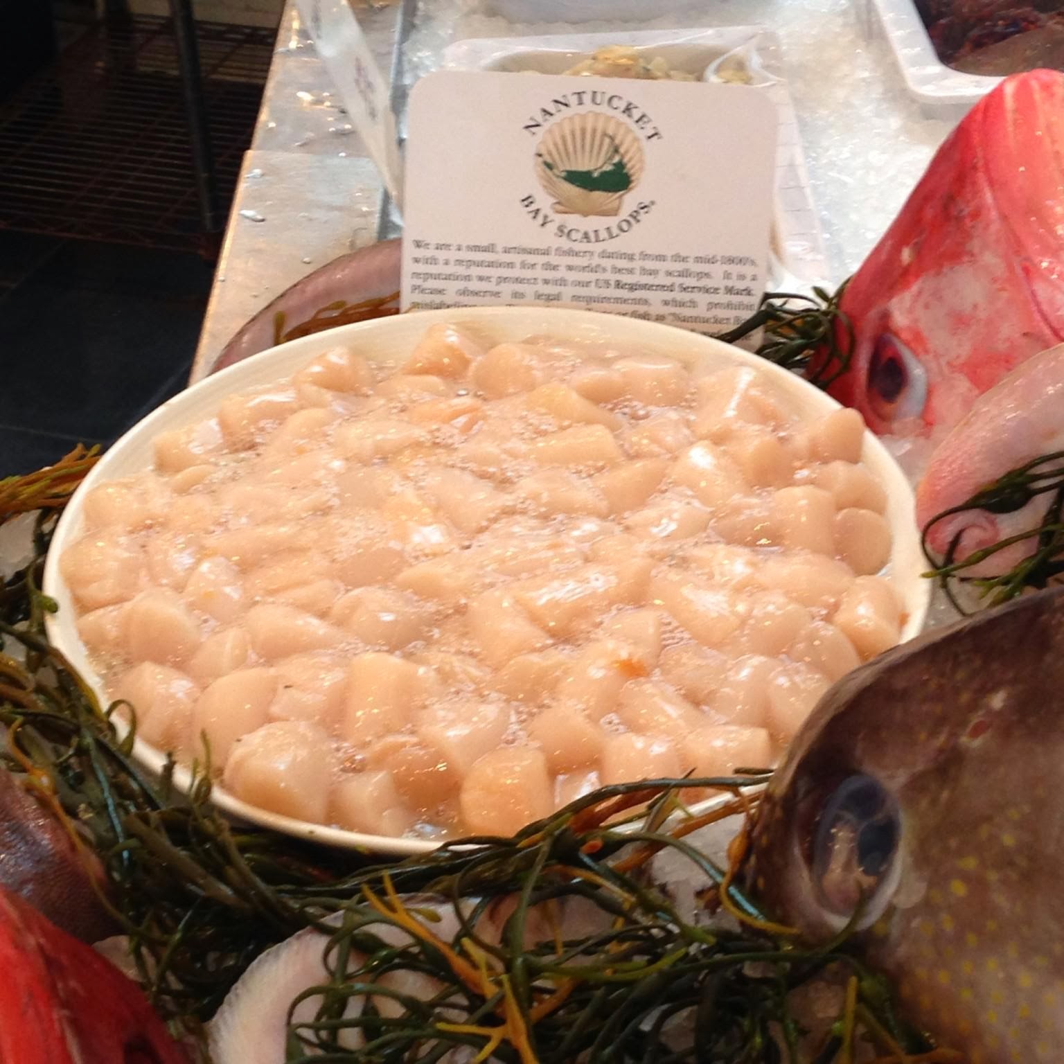 The Edible Ocean Nantucket Bay Scallops Are Back