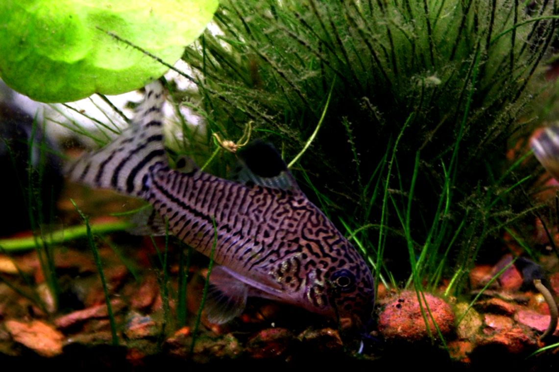 Pelvicachromis Kribensis Freshwater Aquarium Fish Free Wallpaper