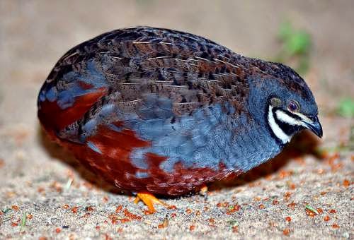 Indian bird - King quail - Coturnix chinensis