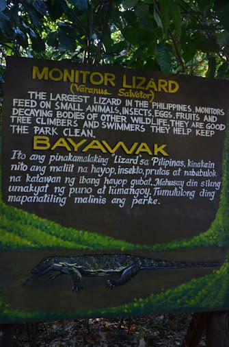 monitor lizard bayawak